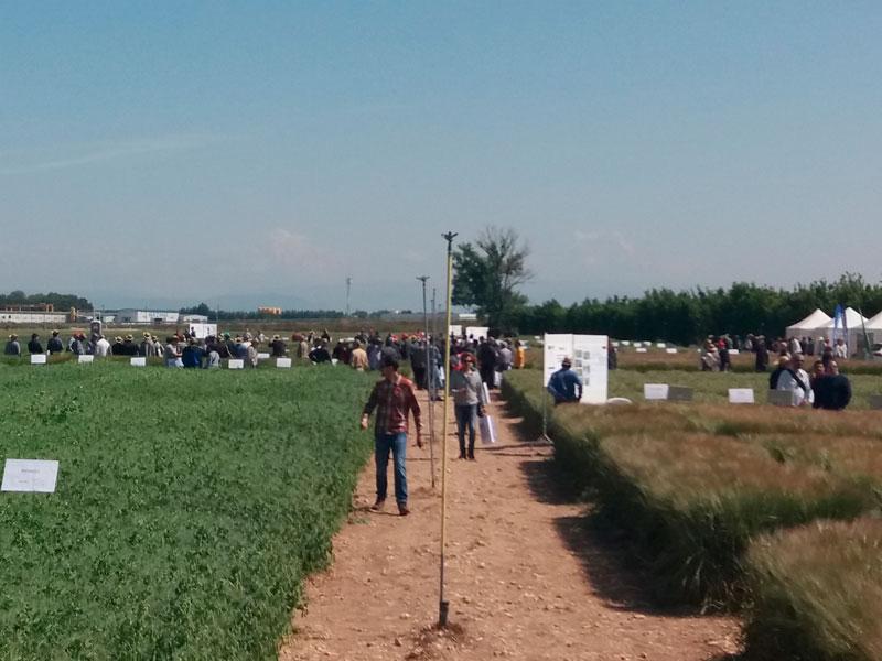 Buena acogida de la Jornada Intercomarcal sobre cultivos herbáceos que ha organizado ActelGrup, la cooperativa de Almacelles y el IRTA.