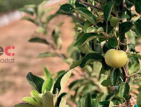 Evolució de les plantacions de poma FruitFutur HOT-084