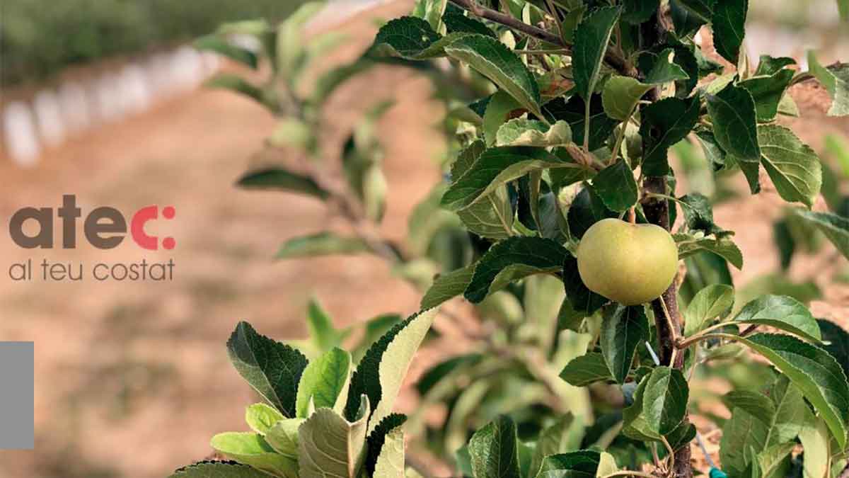 Evolució de les plantacions de poma FruitFutur HOT-084