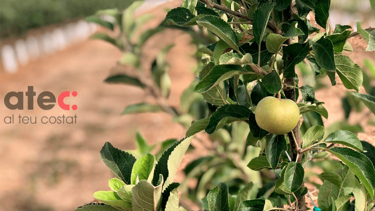 Evolución de las plantaciones de manzana FruitFutur HOT-084