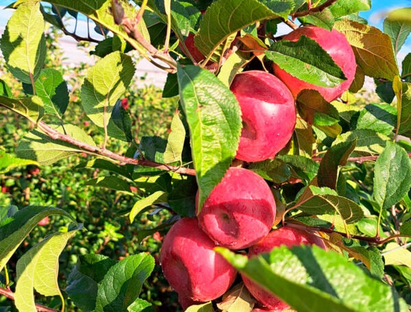 Segon any de poma TUTTI (HOT-084). Actel es prepara per produir noves pomes