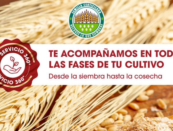 Somos multiplicadores autorizados de semillas de cereales (trigo, cebada y triticale)