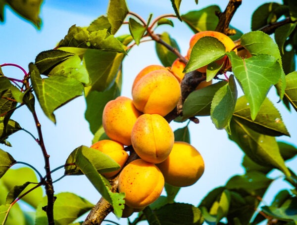 Empezamos la campaña de fruta de hueso con la llegada de los primeros albaricoques