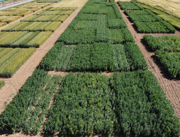 Participamos en proyectos de Investigación y Desarrollo (I+D) de los Grupos Operativos