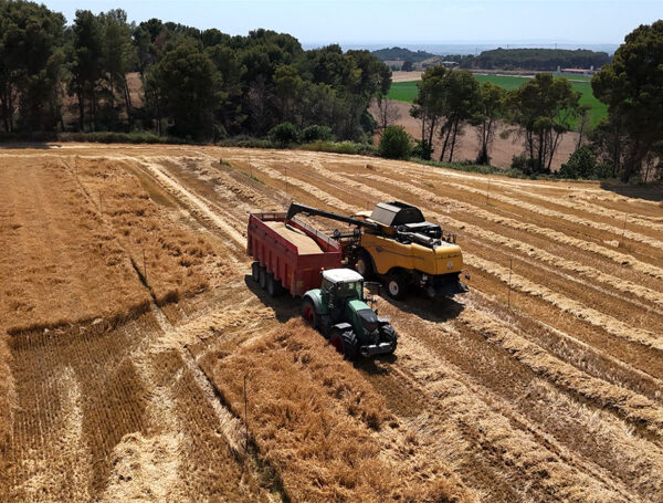 SY SOLAR: la nueva variedad que se suma a nuestro catálogo de semillas certificadas R2