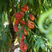 fruita pinyol