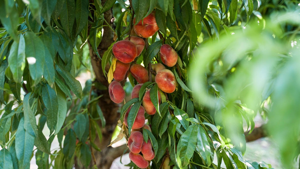 fruita pinyol