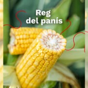 reg panis