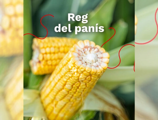 Riego del maíz