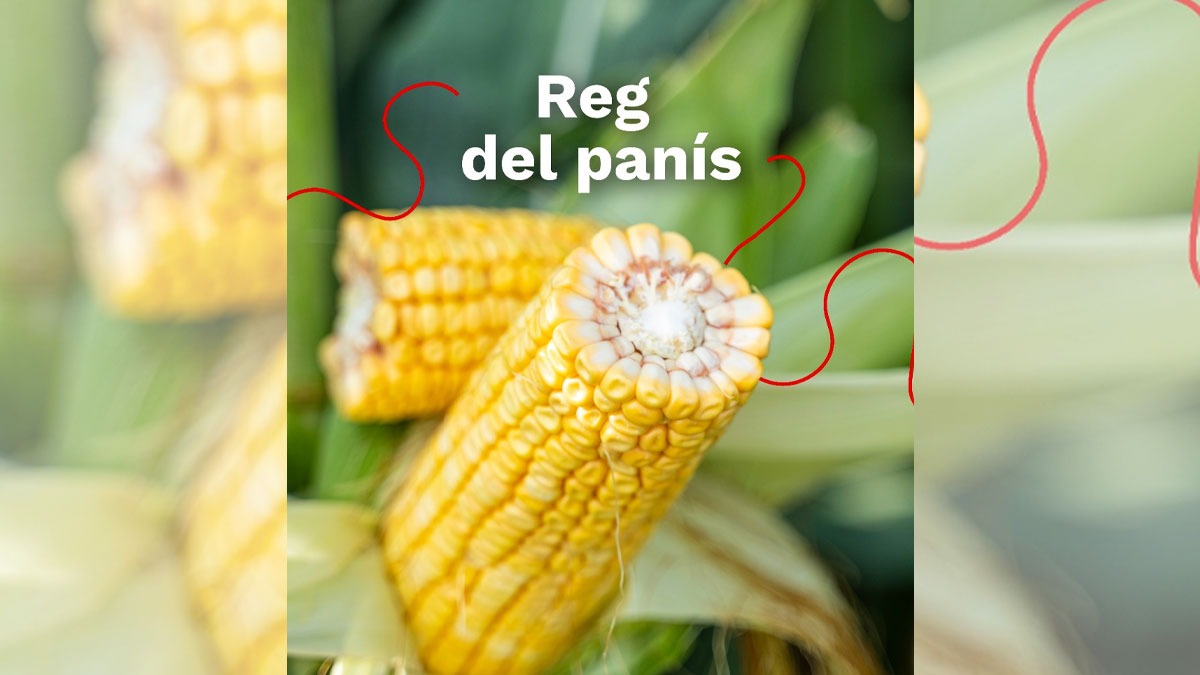reg panis