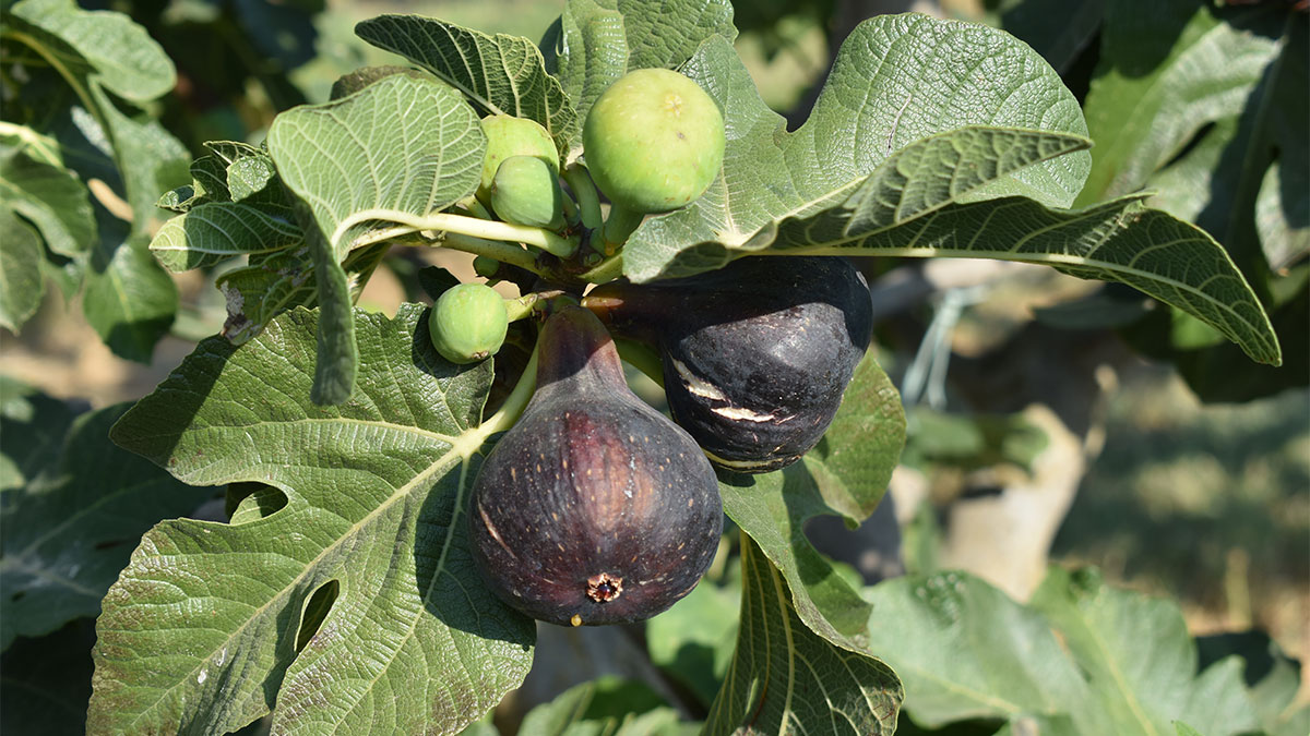 figues